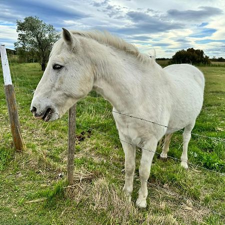 Le Mazet Sooksabai, Confort, Charme Et Decouverte En Petite Camargue Сен-Лоран-Д'Эгуз Экстерьер фото