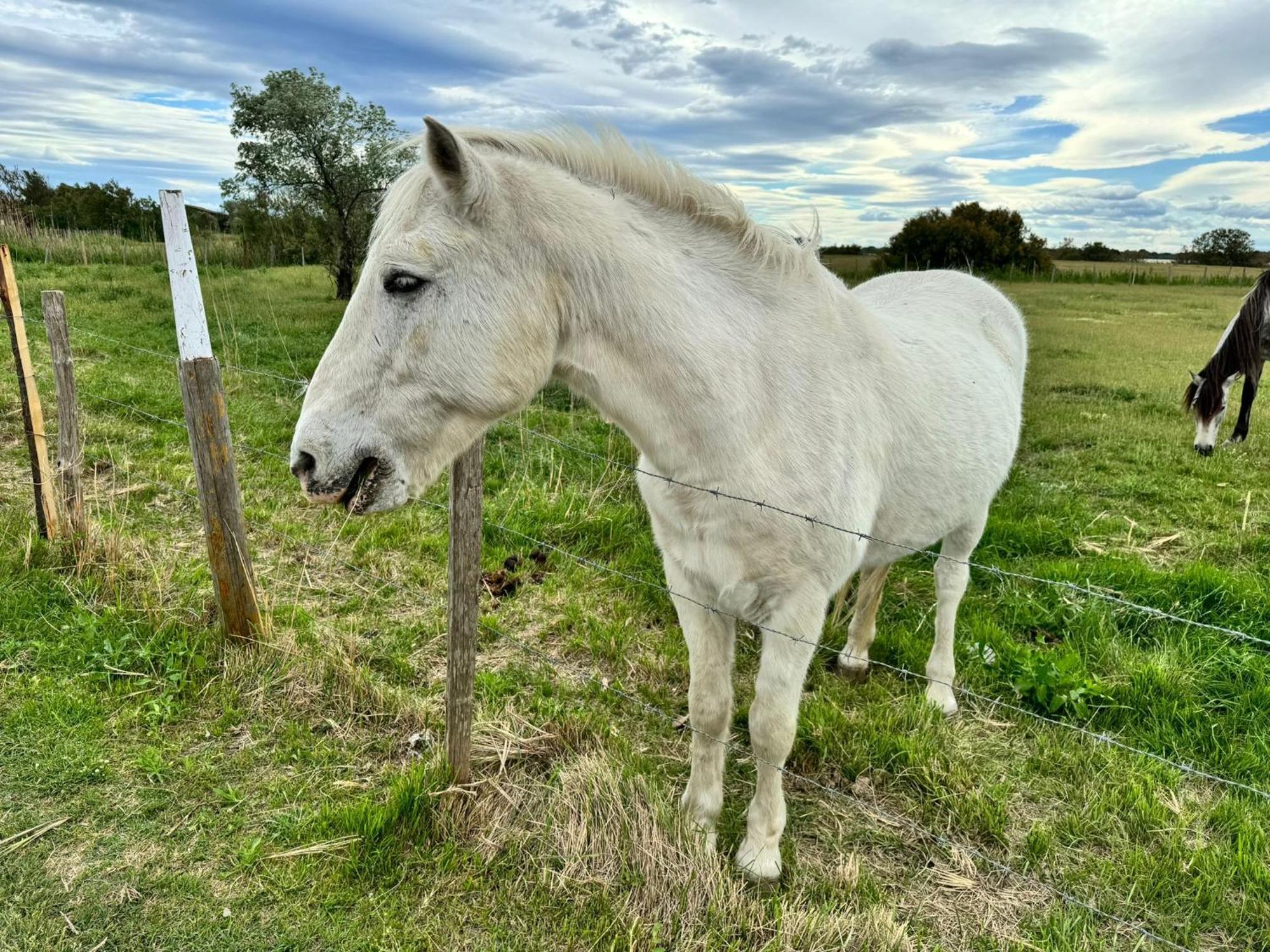 Le Mazet Sooksabai, Confort, Charme Et Decouverte En Petite Camargue Сен-Лоран-Д'Эгуз Экстерьер фото
